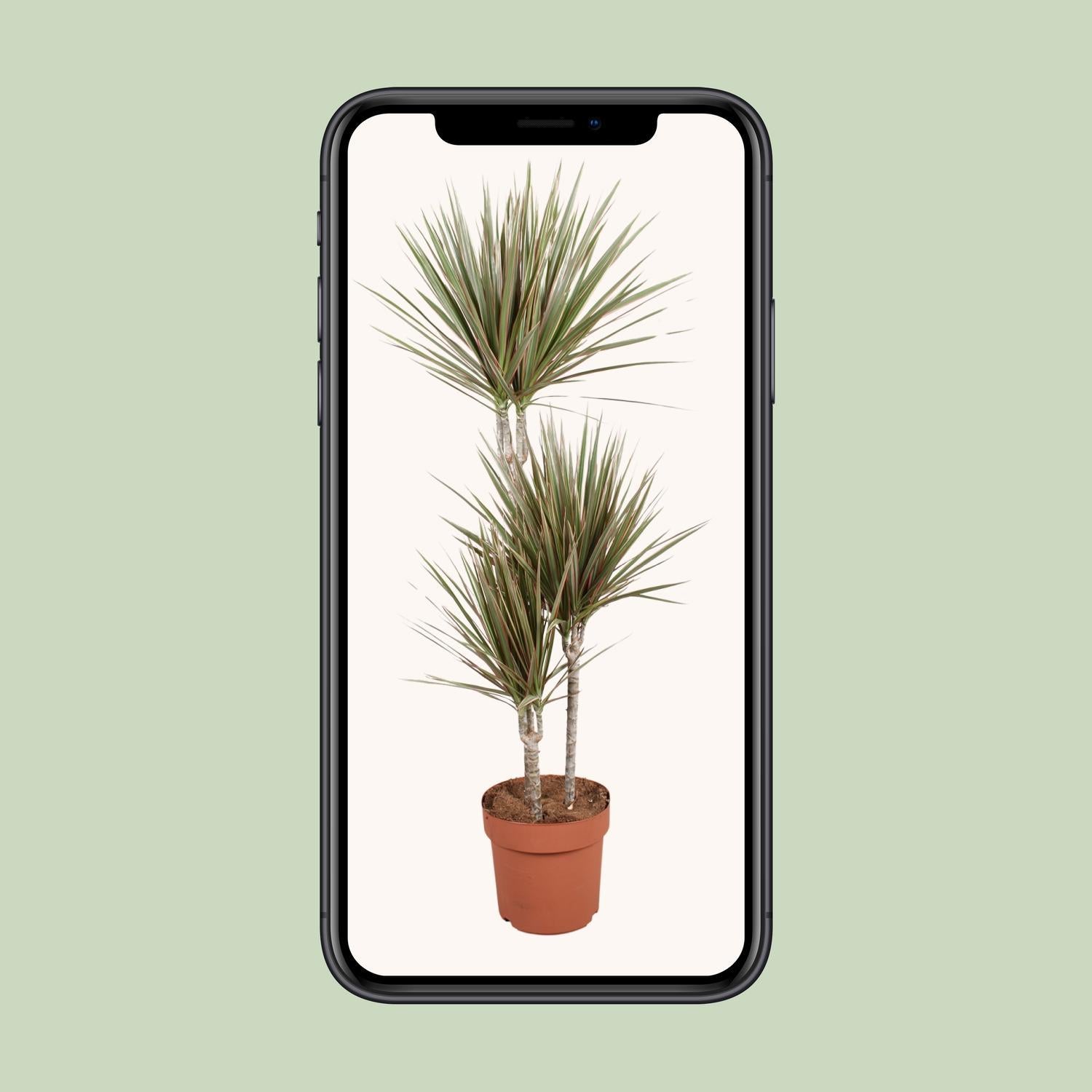 Dracaena Tweekleurig - Ø21cm - ↕120cm