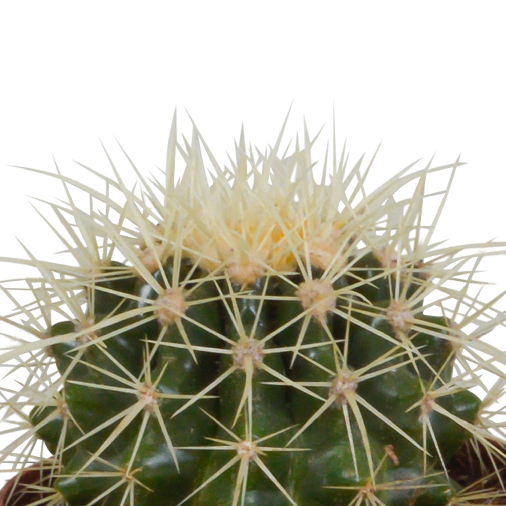Bolcactusmix 8,5 cm | 3 stuks - in witte pot