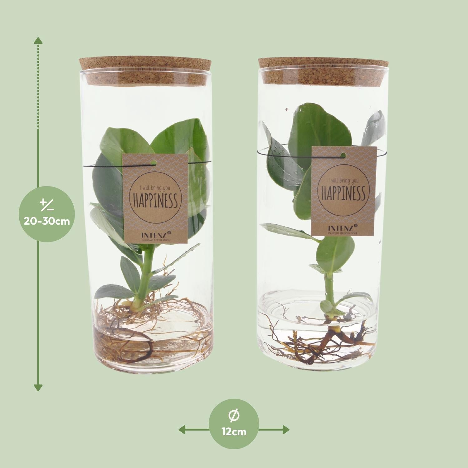 Clusia In Buis Glas M - Ø12cm - ↕30cm