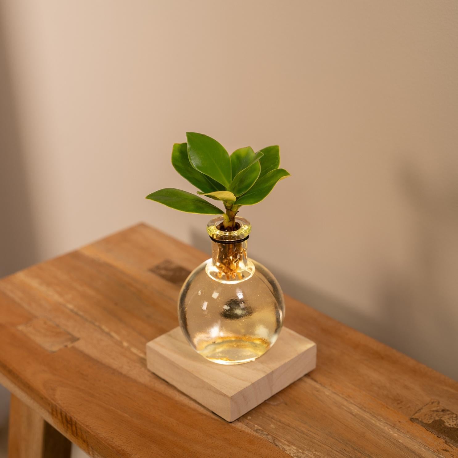 Clusia in Samoa glas met LED verlichting - Ø4cm - ↕10cm