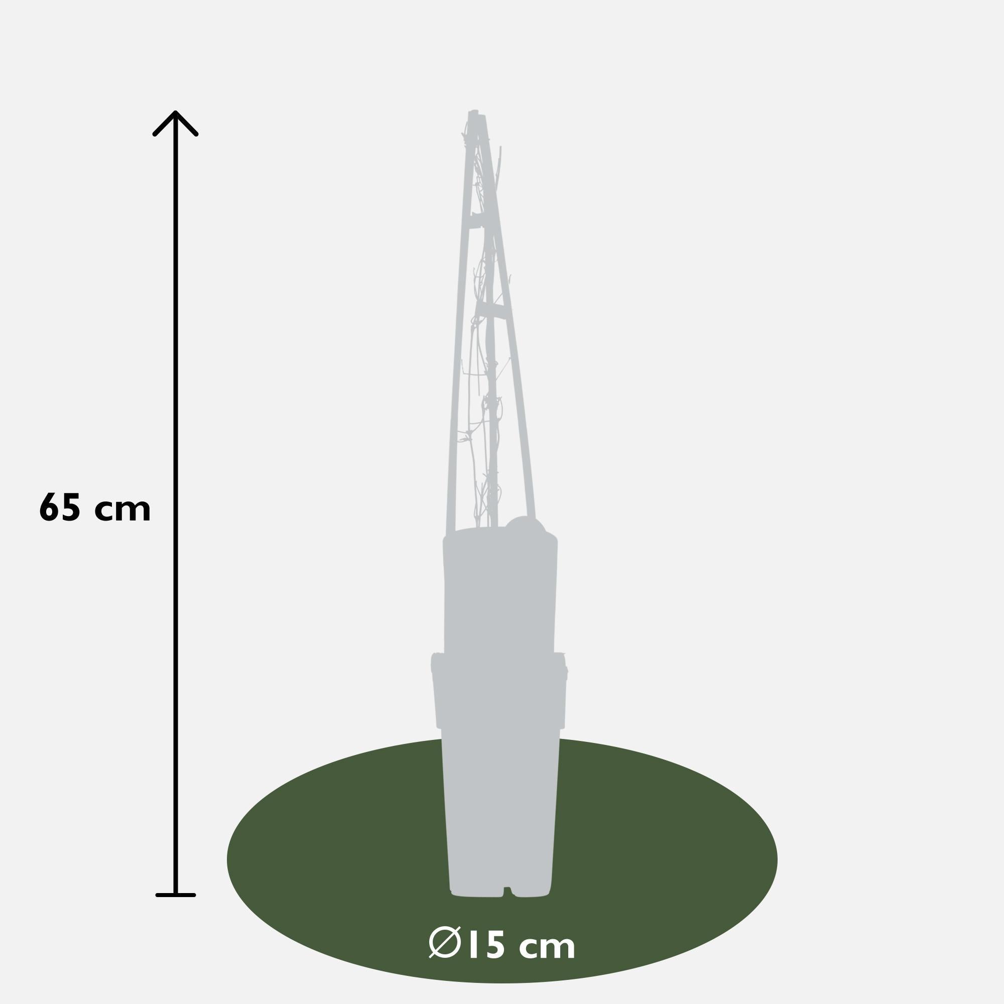Clematis Miss Bateman - Clematis Wit