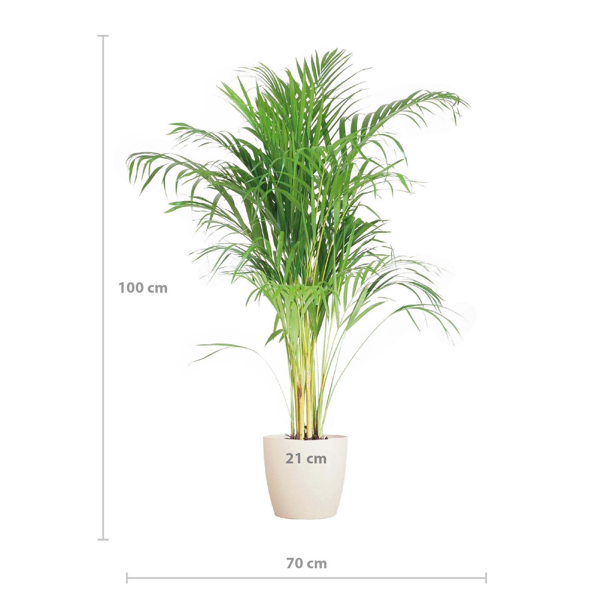 Areca Palm (Dypsis) met Viber wit - 100cm - Ø21
