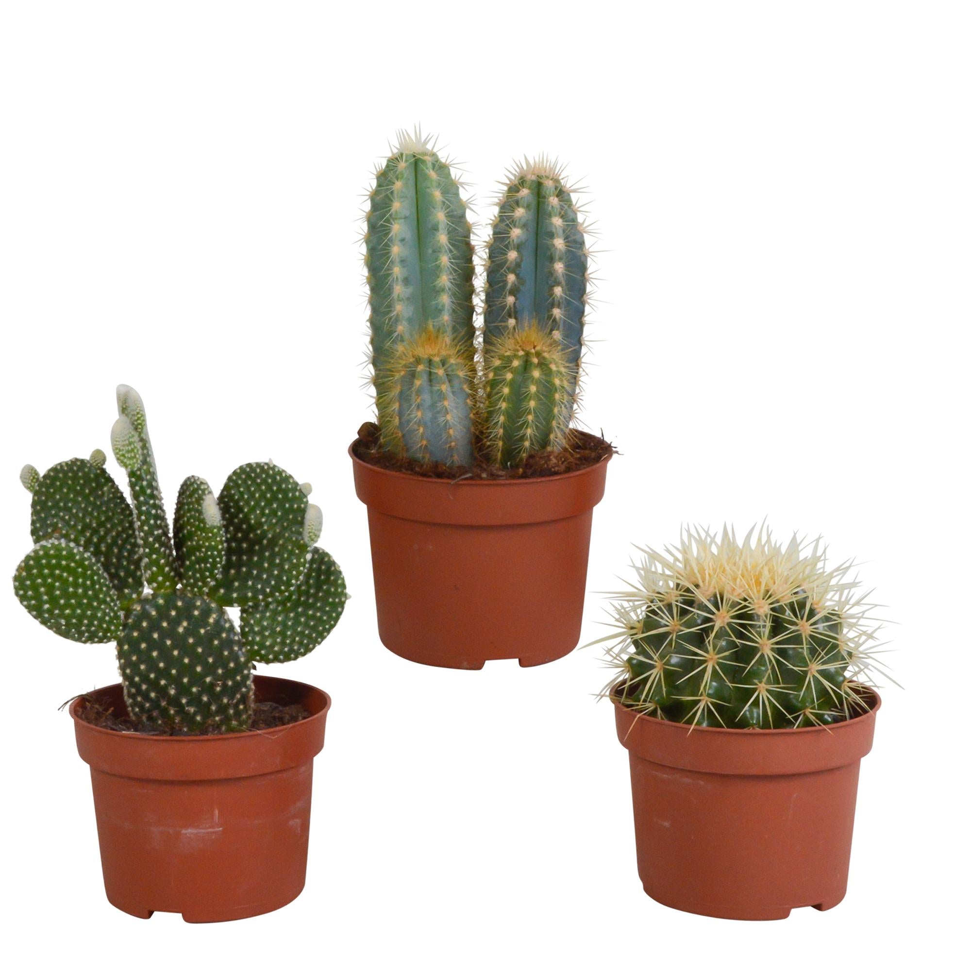 Cactusmix 10,5 cm - 3x - zonder pot