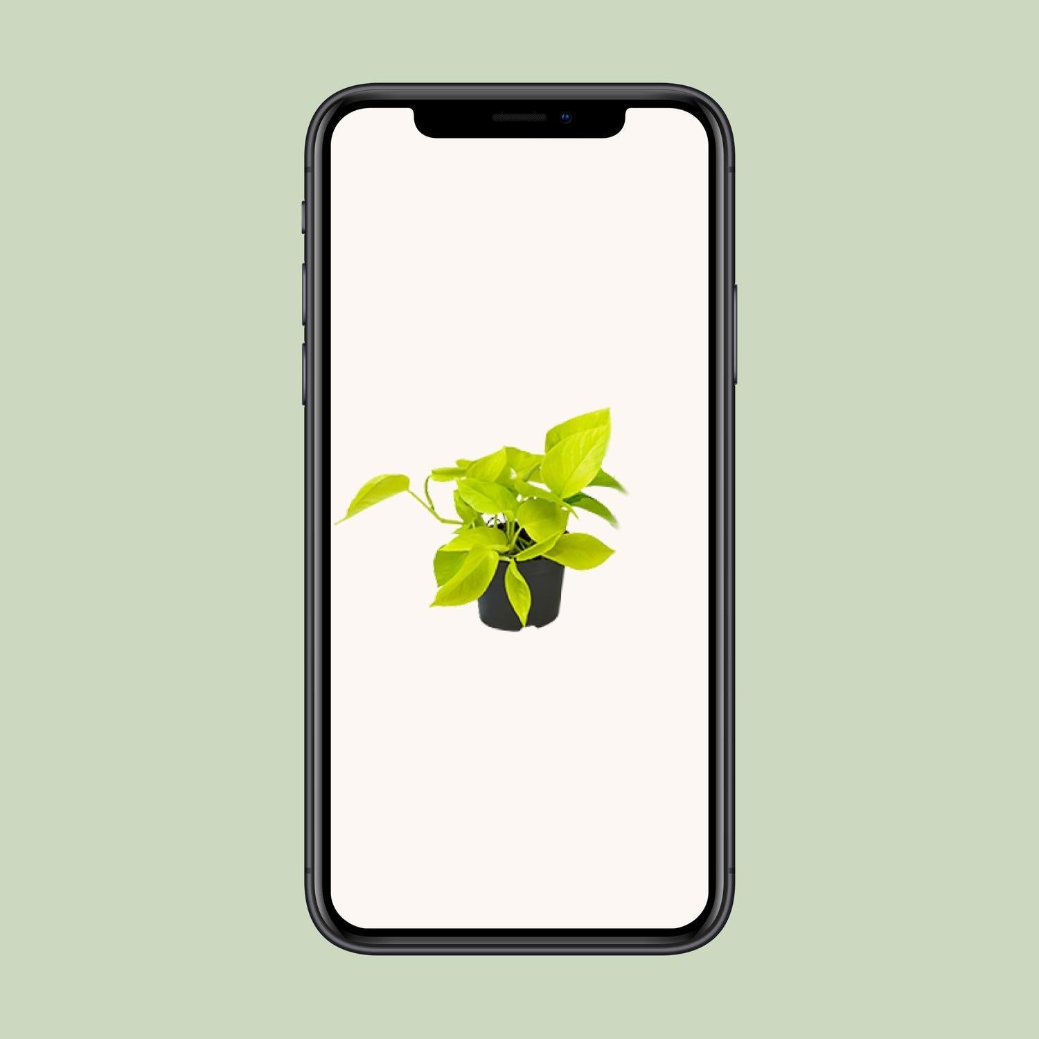 Epipremnum Golden Pothos - Ø12 - ?15cm