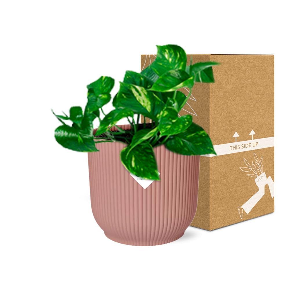 Epipremnum Pinnatum 'Aureum' in ELHO Vibes Fold 14cm roze