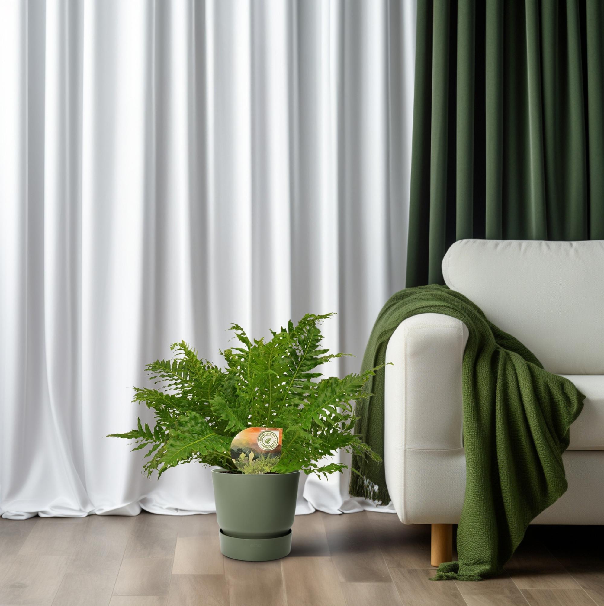 Blechnum Zilveren Dame - Ø17 ↕50