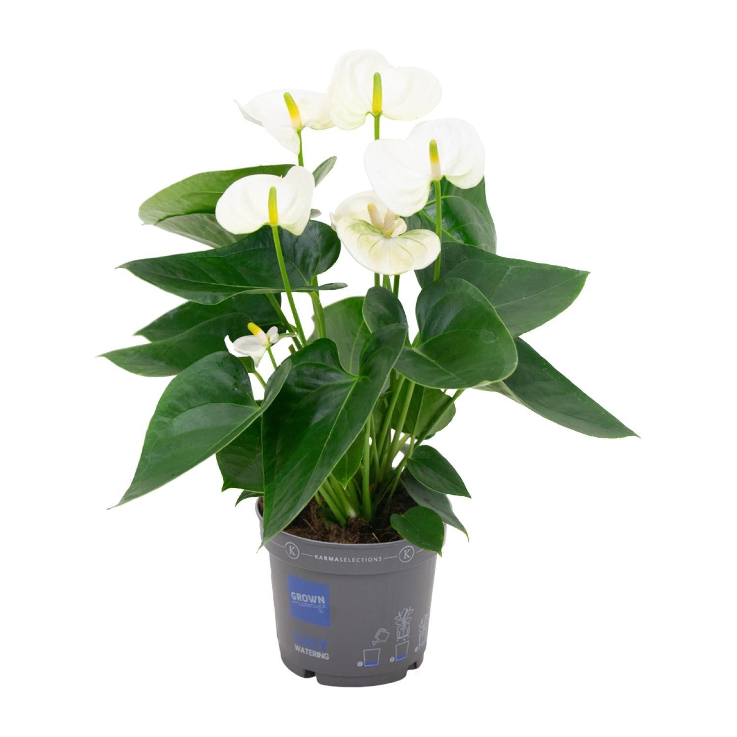 Anthurium Wit - Ø12cm - ↕43cm