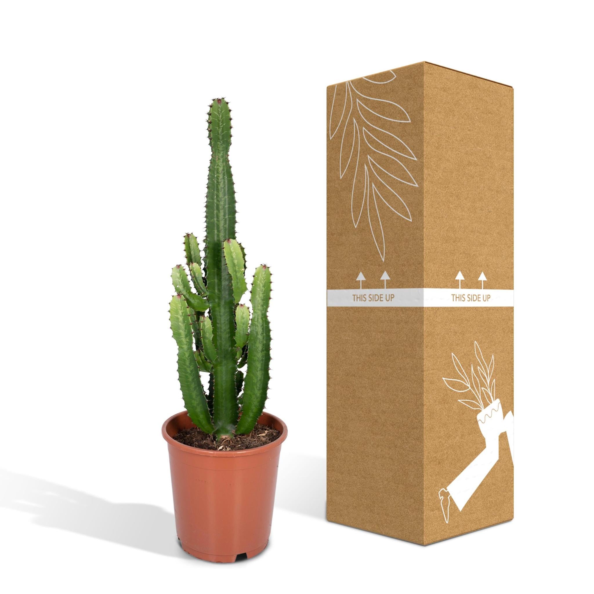 Euphorbia Acrurensis - Ø24 - ?60cm