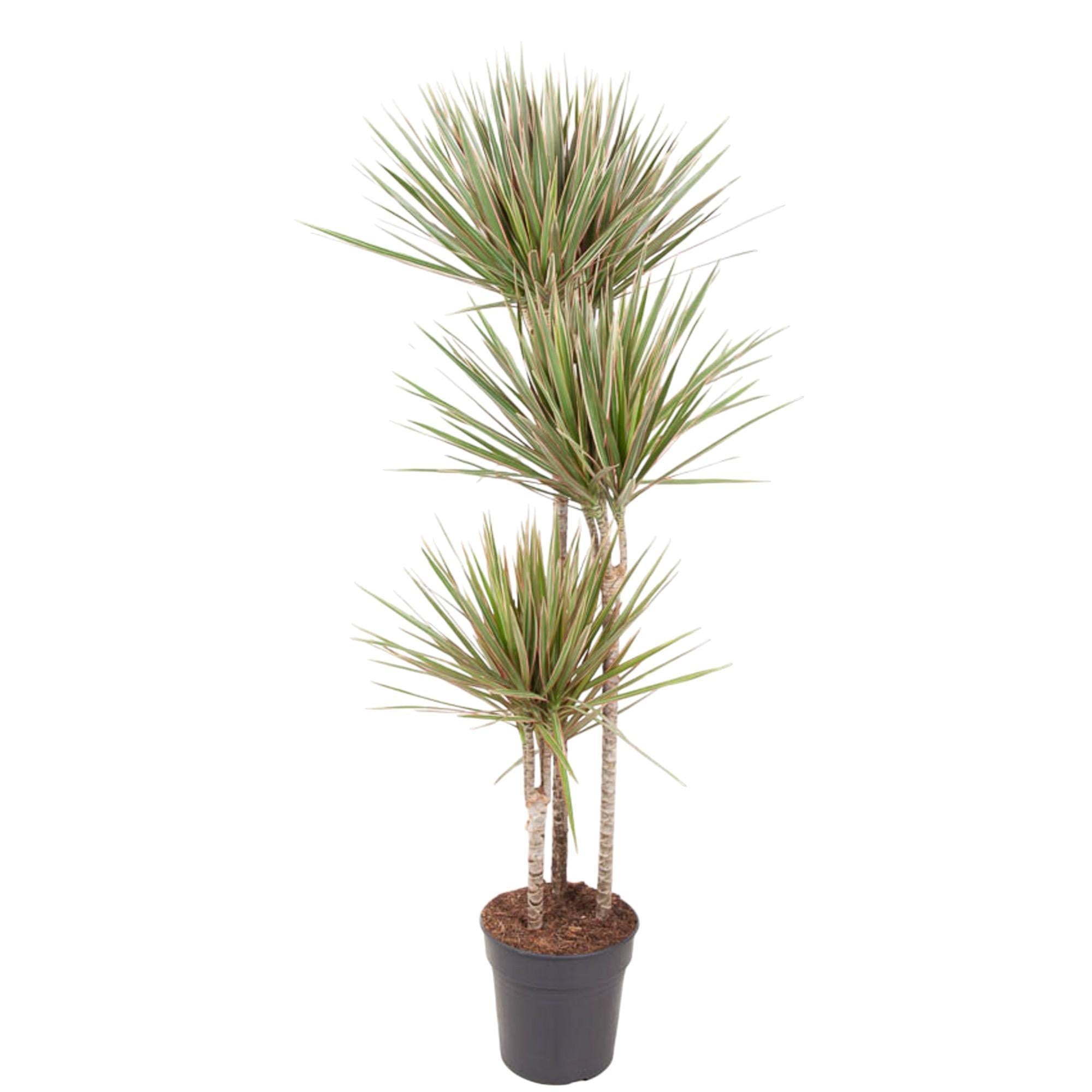Dracaena Tweekleurig - 150 cm - ø24