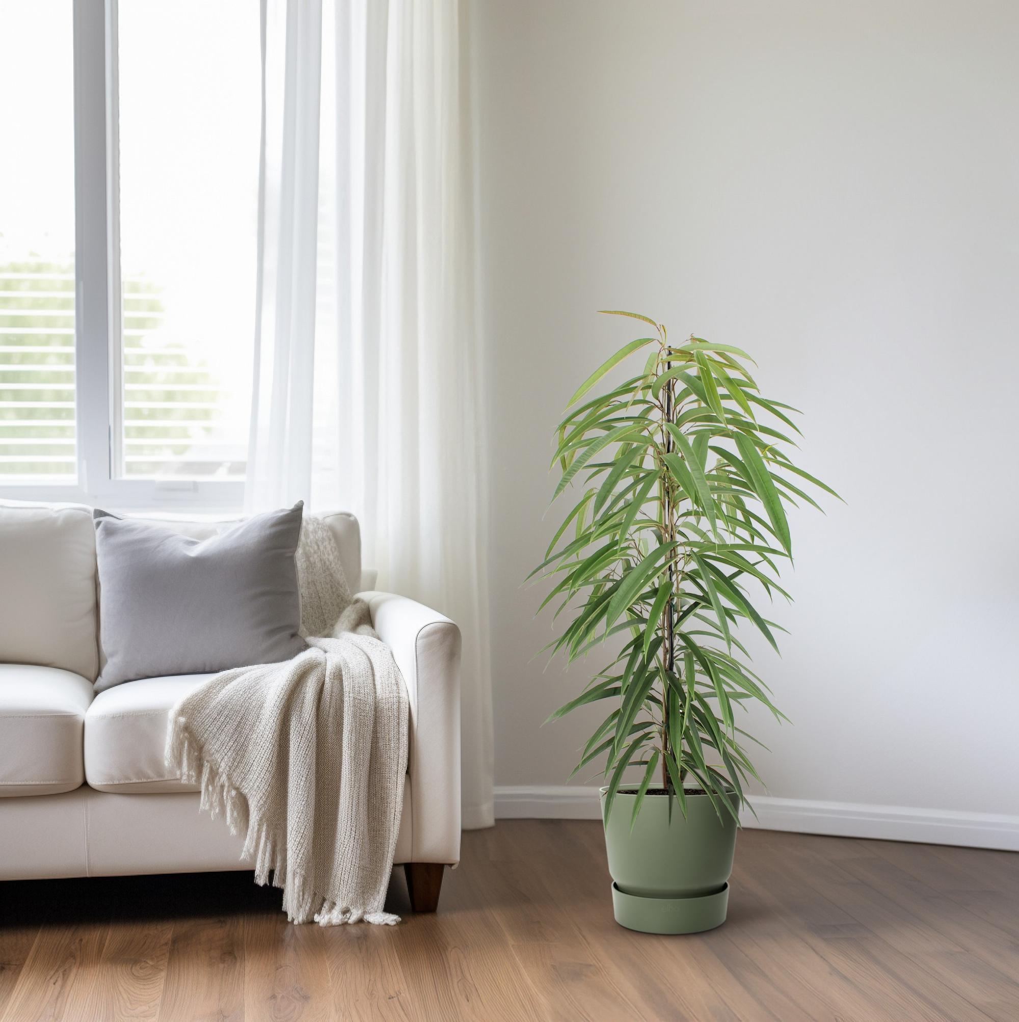 Ficus Binnendijkii Alii - 80cm - 21Ø