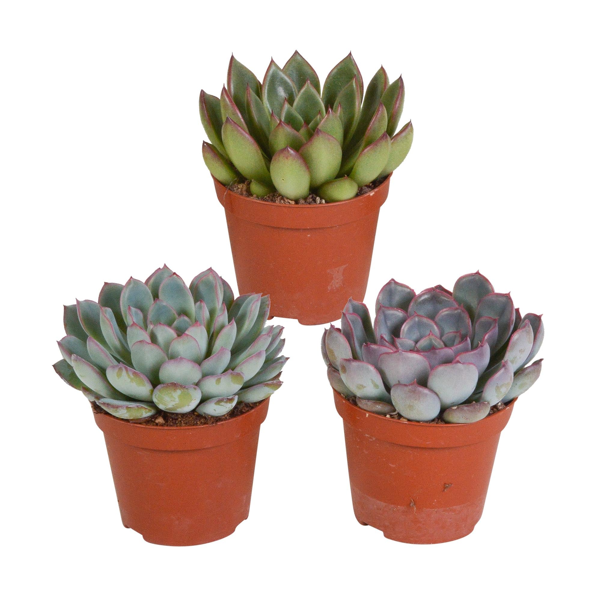 Echeveria-Mix 8,5 cm – 3x – im zweiten Topf