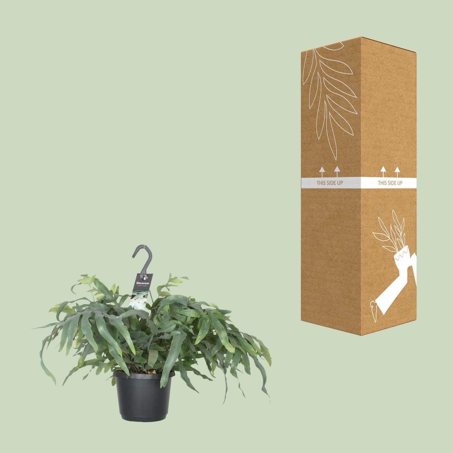 Phlebodium Aureum Blauwe Ster - Ø17cm - ↕50cm