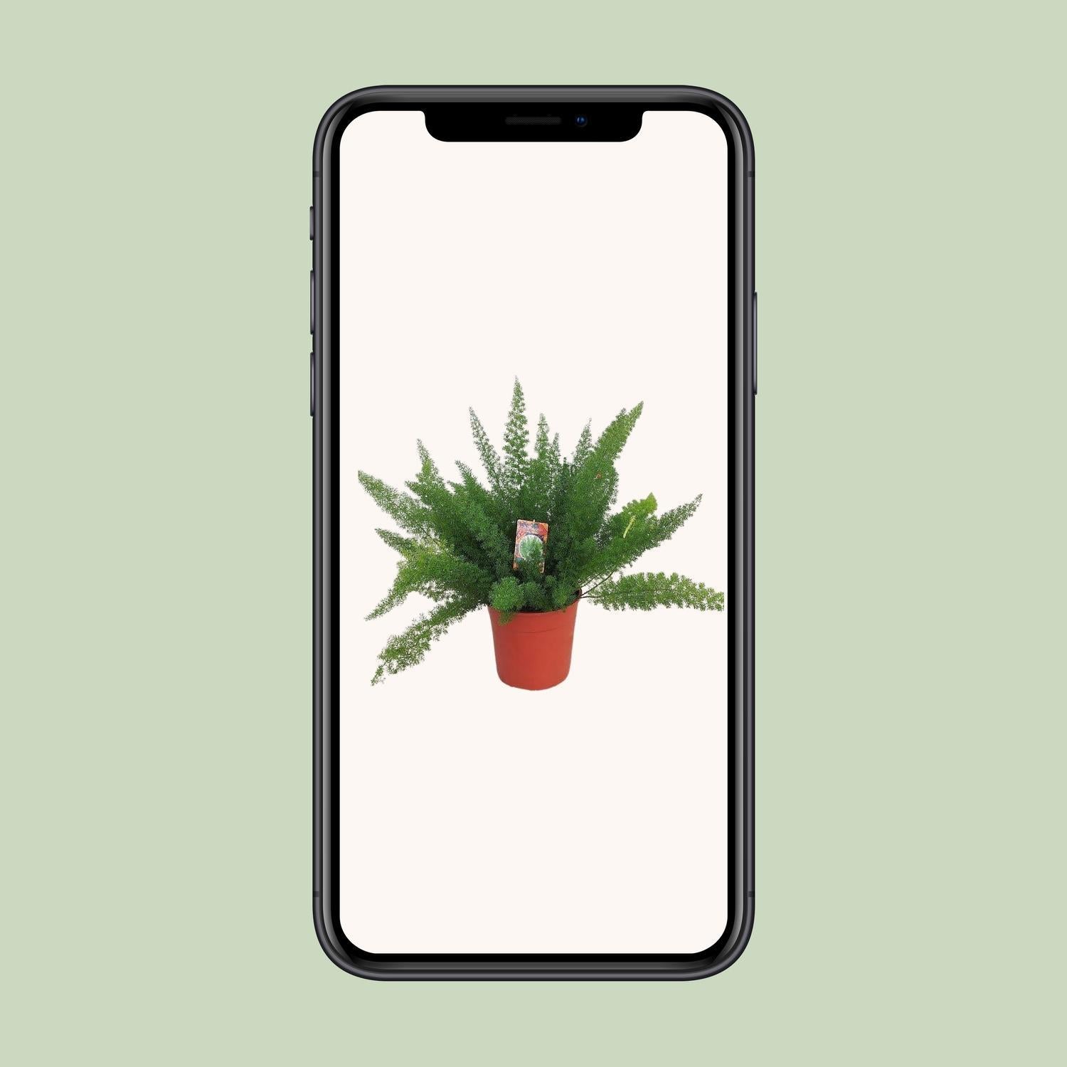 Spargel D. Meyers - Ø27cm - ↕60cm