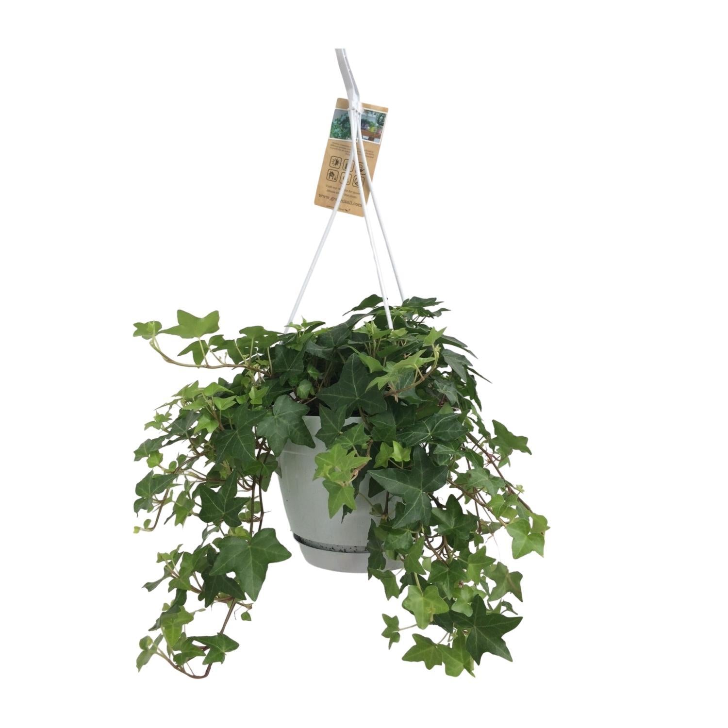 Hedera Helix Groen - Hangpot Wit / Basis - Ø17cm - ↕cm