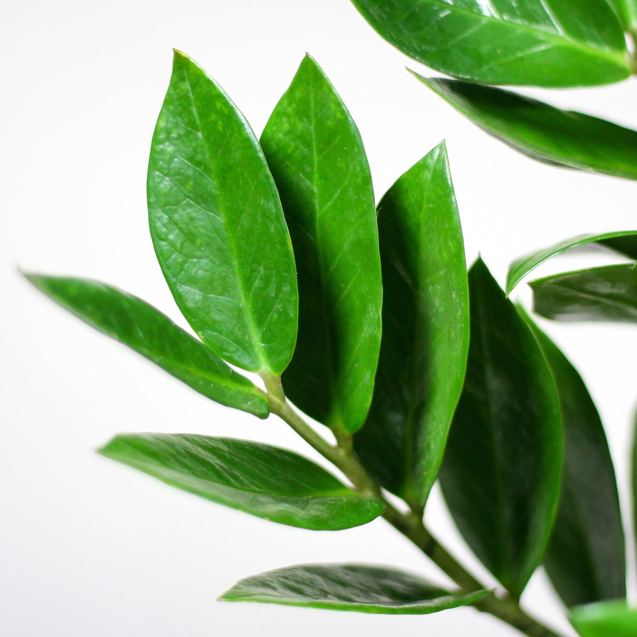 Zamioculcas Zamiifolia mit Viber weiß - 80cm - Ø21