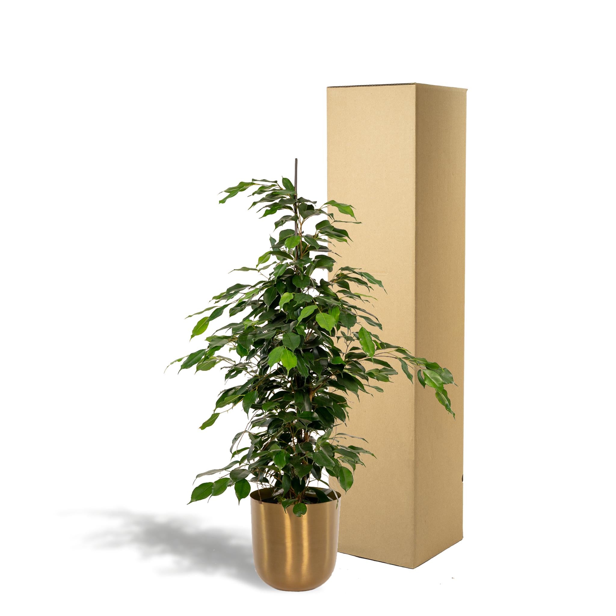 Ficus benjamina Danielle - Ø21cm - ↕95cm + Pot Mayk Goud