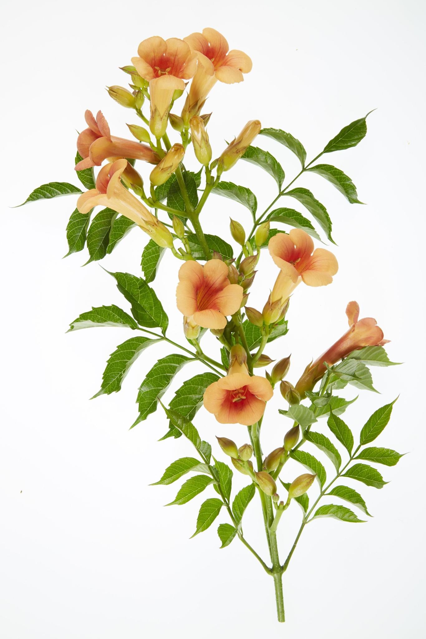 2x - Campsis 'Indian Summer' - ?65cm - Ø15
