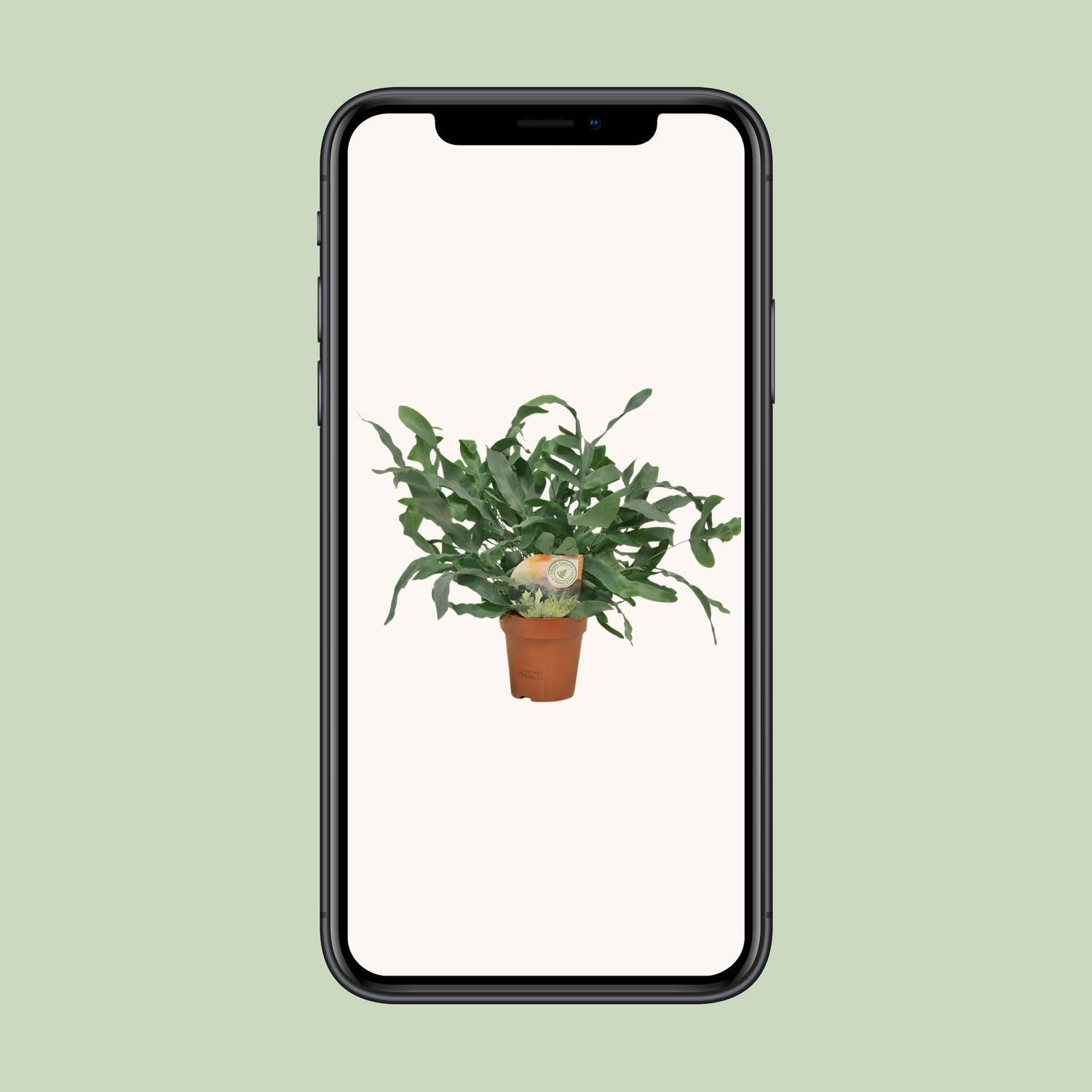 Phlebodium Blauwe Ster - Ø12 ↕35