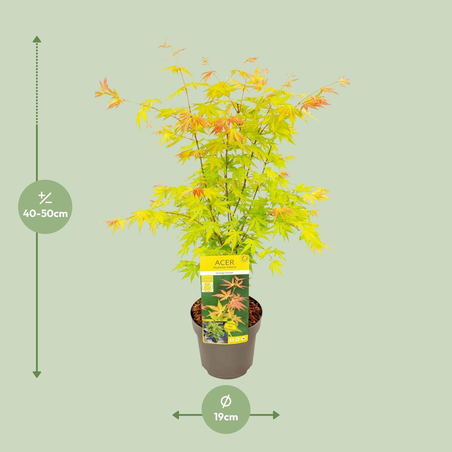 Acer palmatum Oranje Droom - Ø19 - ?50cm