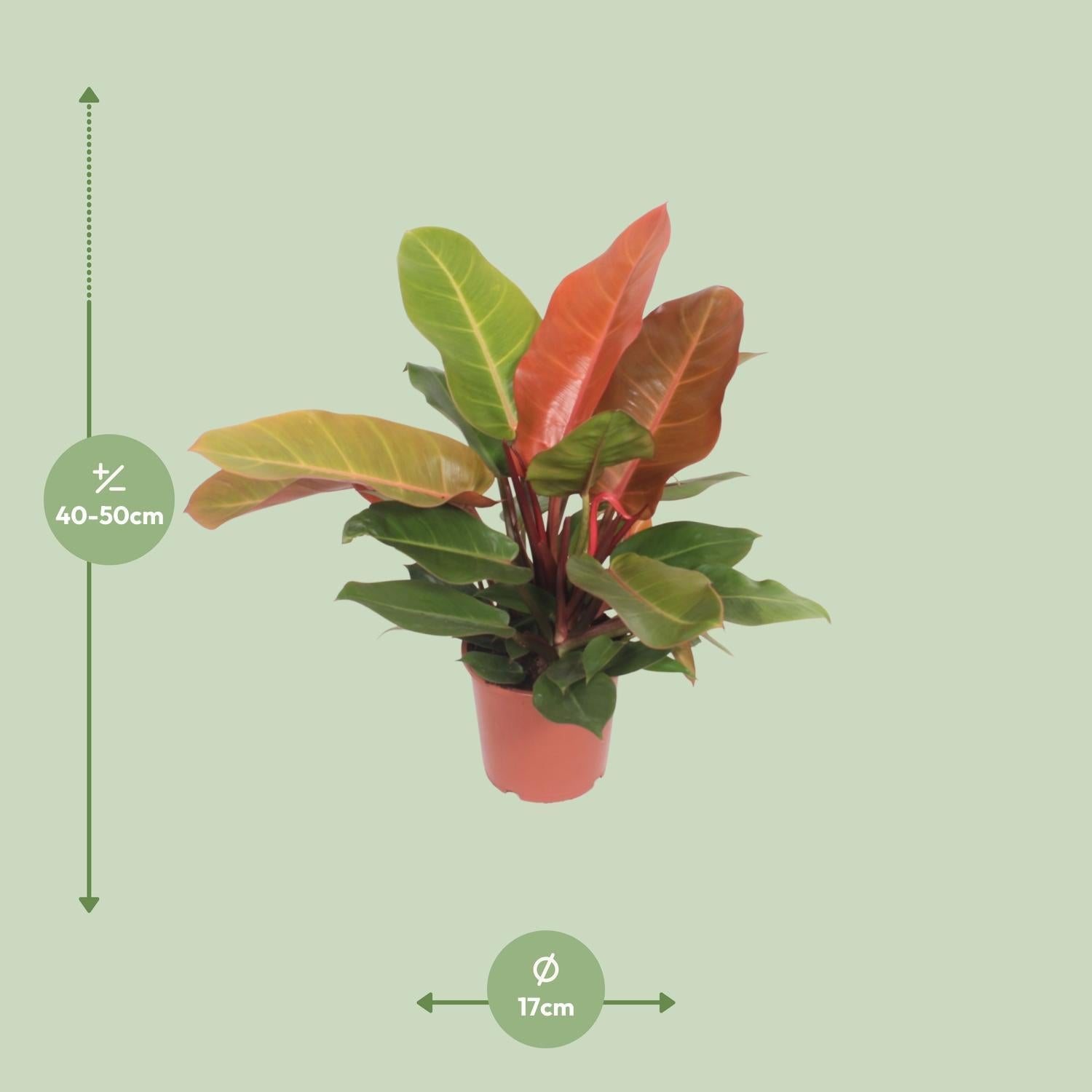 Philodendron Prinz von Orange - Ø17cm - ↕45cm