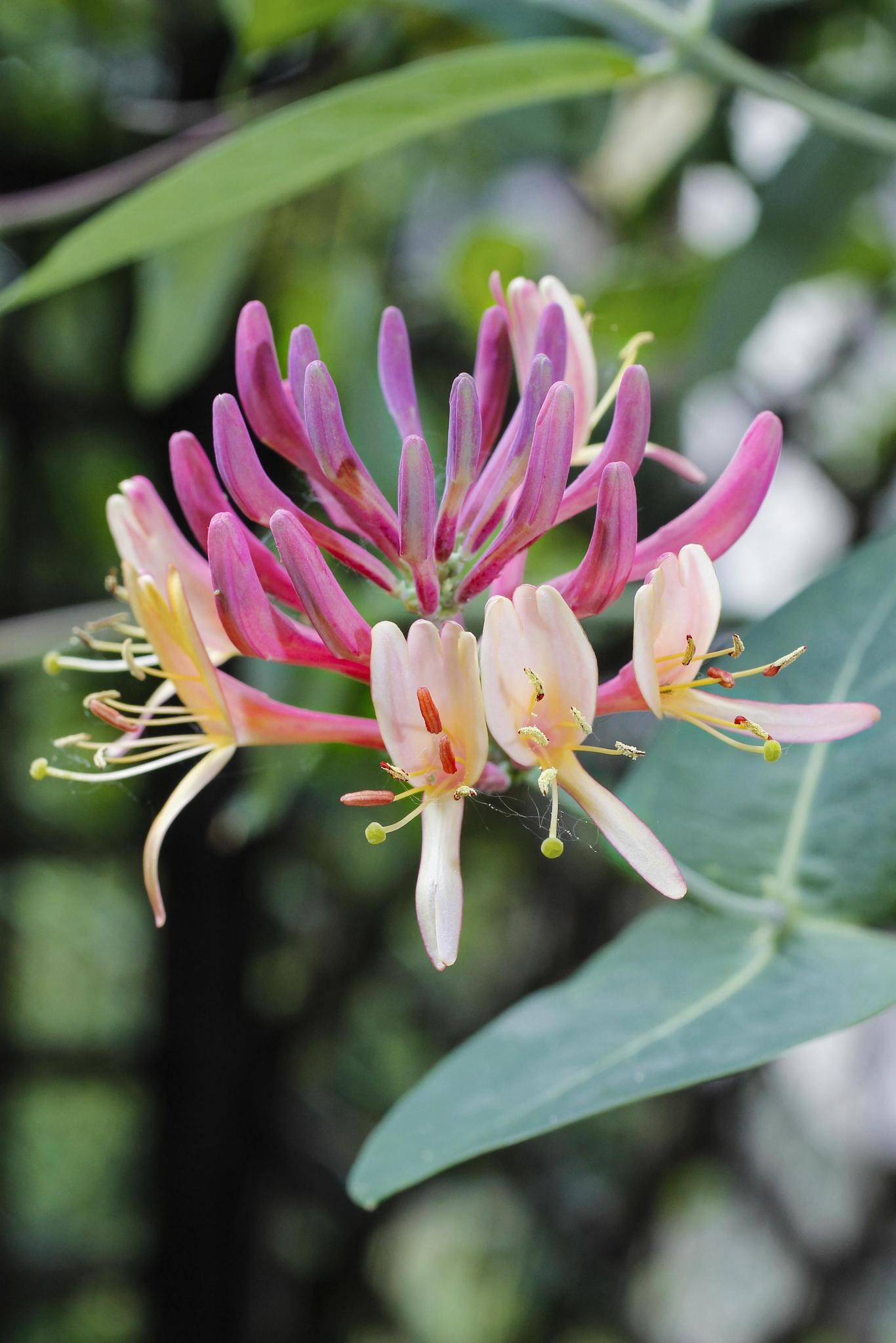 Lonicera periclymenum 'Belgica' - ?65cm - Ø15