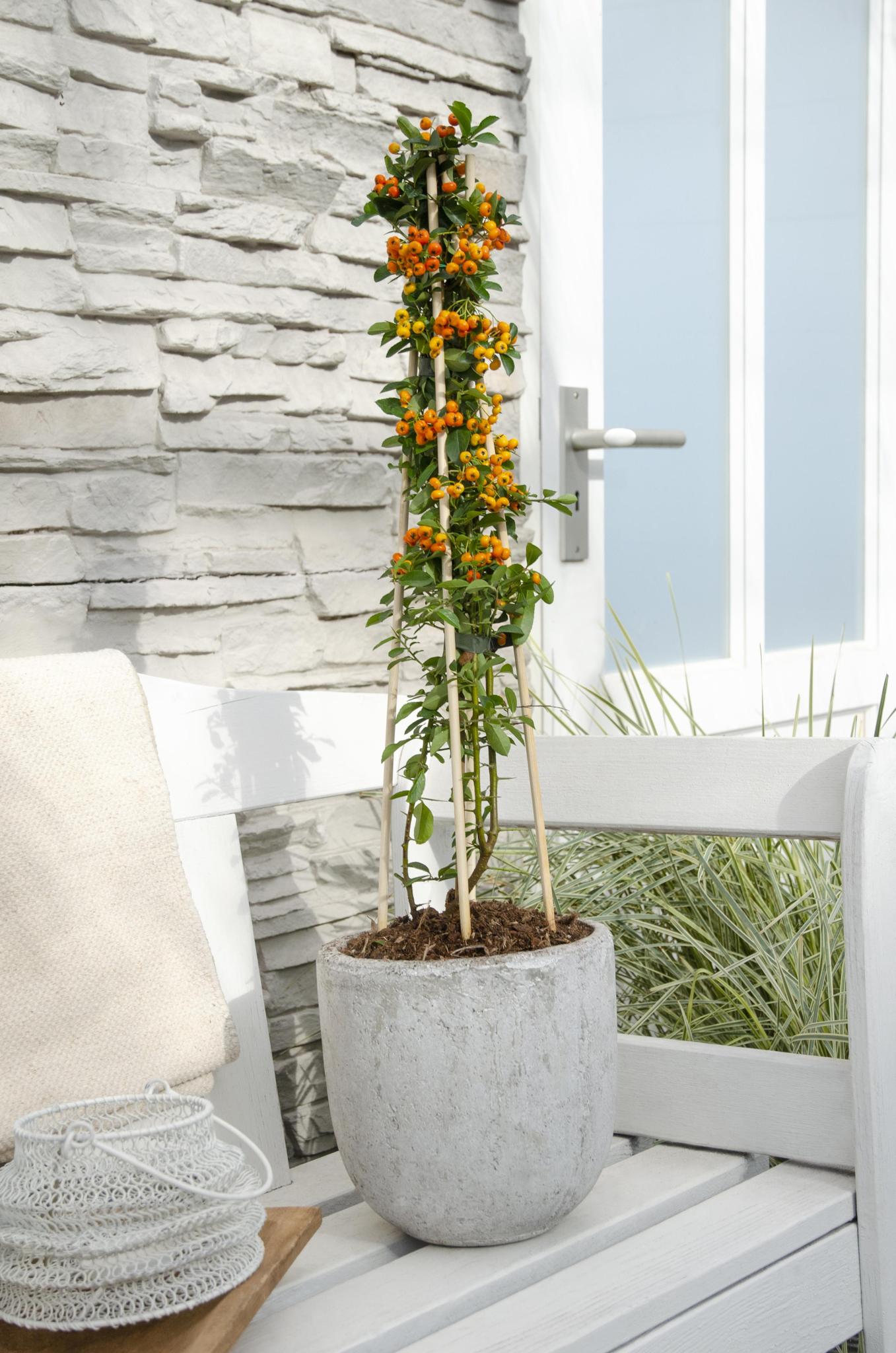 Vuurdoorn 'Orange Glow' - ?65cm - Ø15