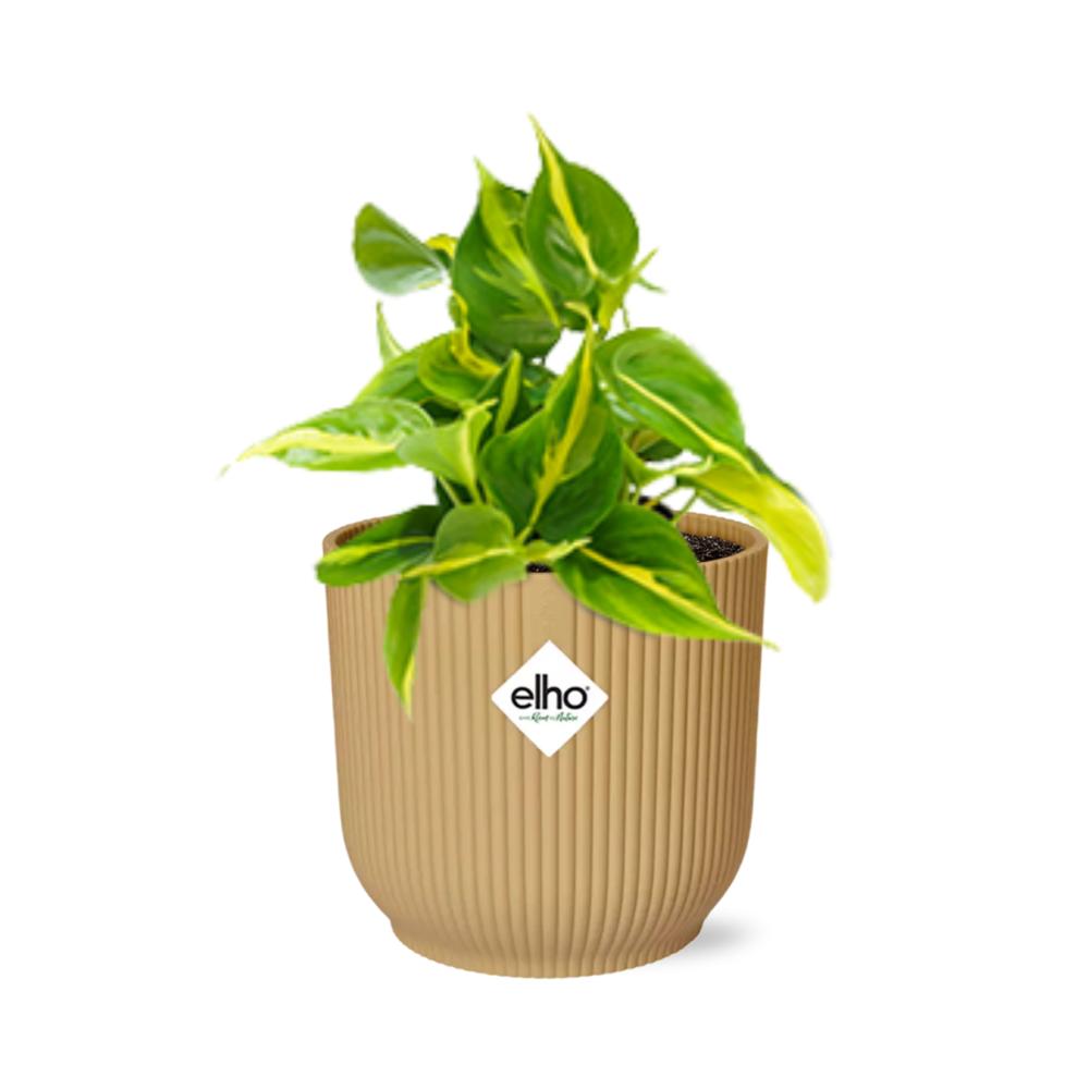 Philodendron Scandens 'Brasil' in ELHO Vibes Fold 14cm geel