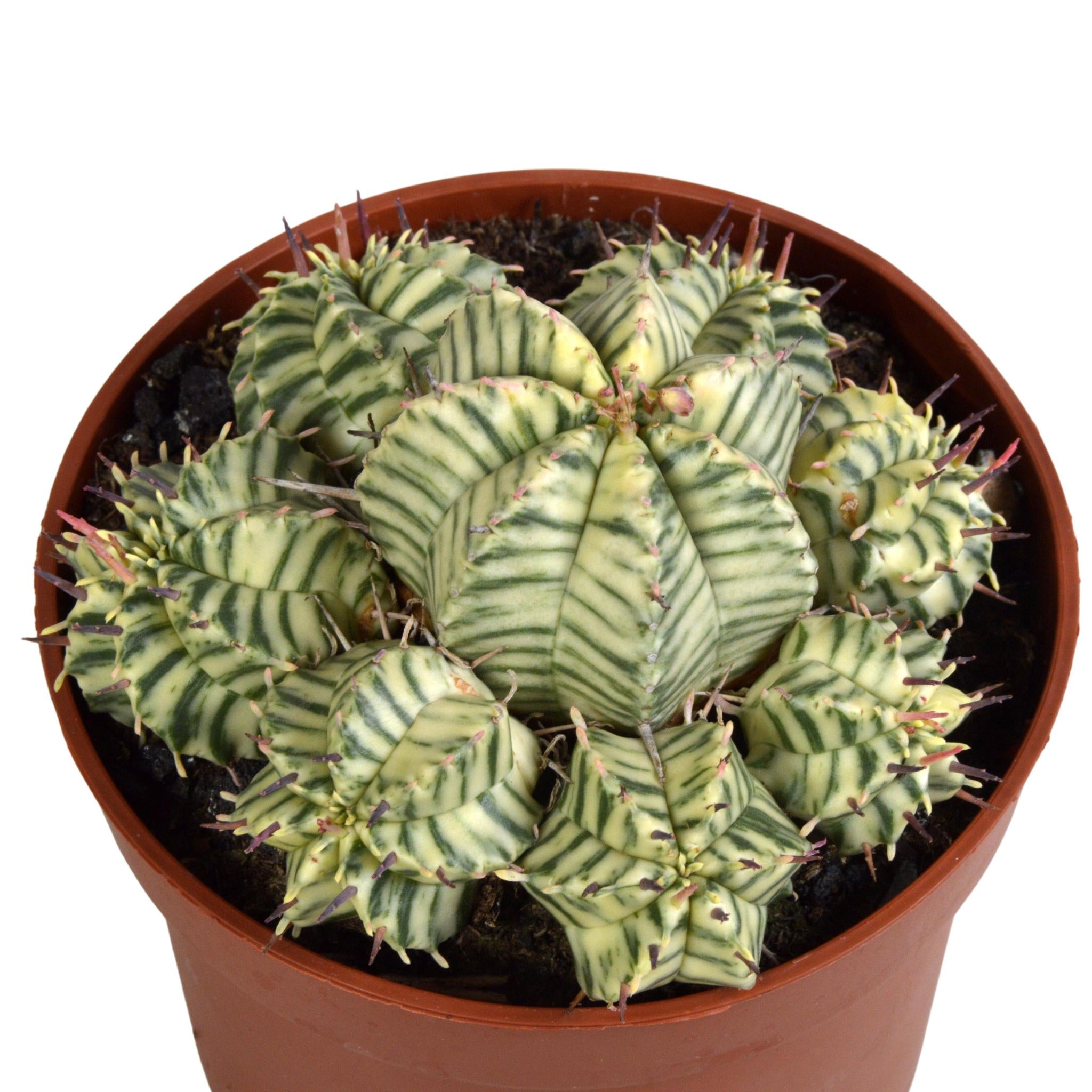 Euphorbia meloformis variegata - Ton - 10,5cm - 1x