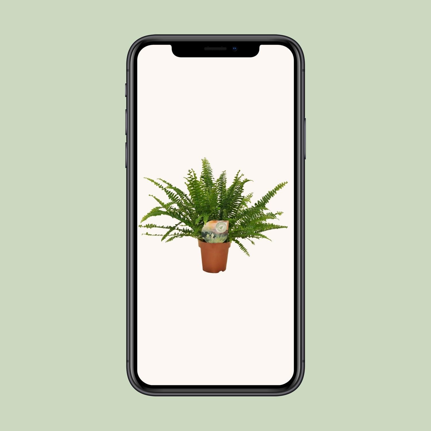 Nephrolepis Groene Dame - Ø12cm - 30cm