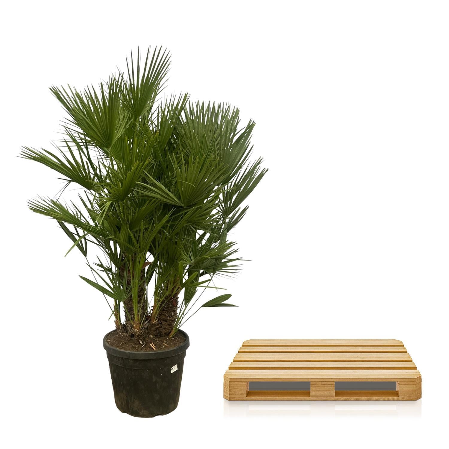 Chamaerops Humilis multistam - 180 cm - Ø45cm