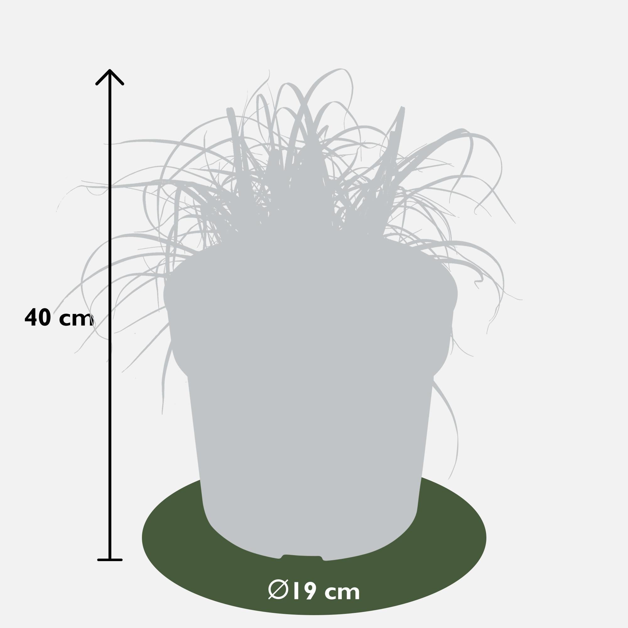 Uncinia rubra Everflame - Ø19 - ?40cm