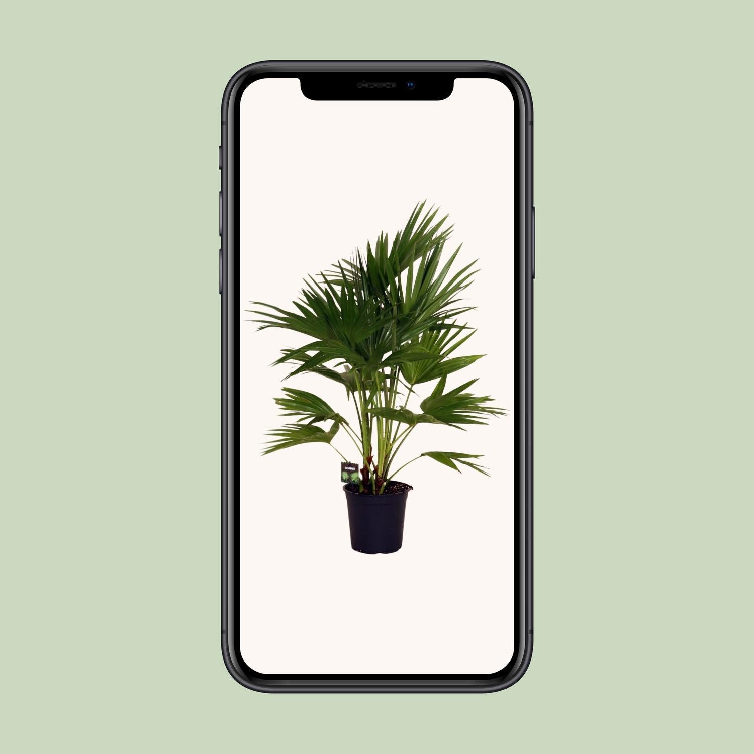 Livistona Chinensis - Ø24cm - ↕100cm