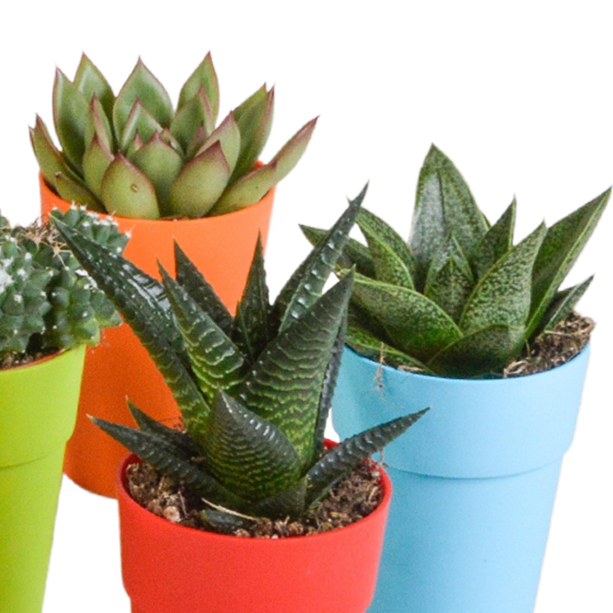 Cactus en vetplantenmix 5,5 cm | 15 stuks - in kunststof pot