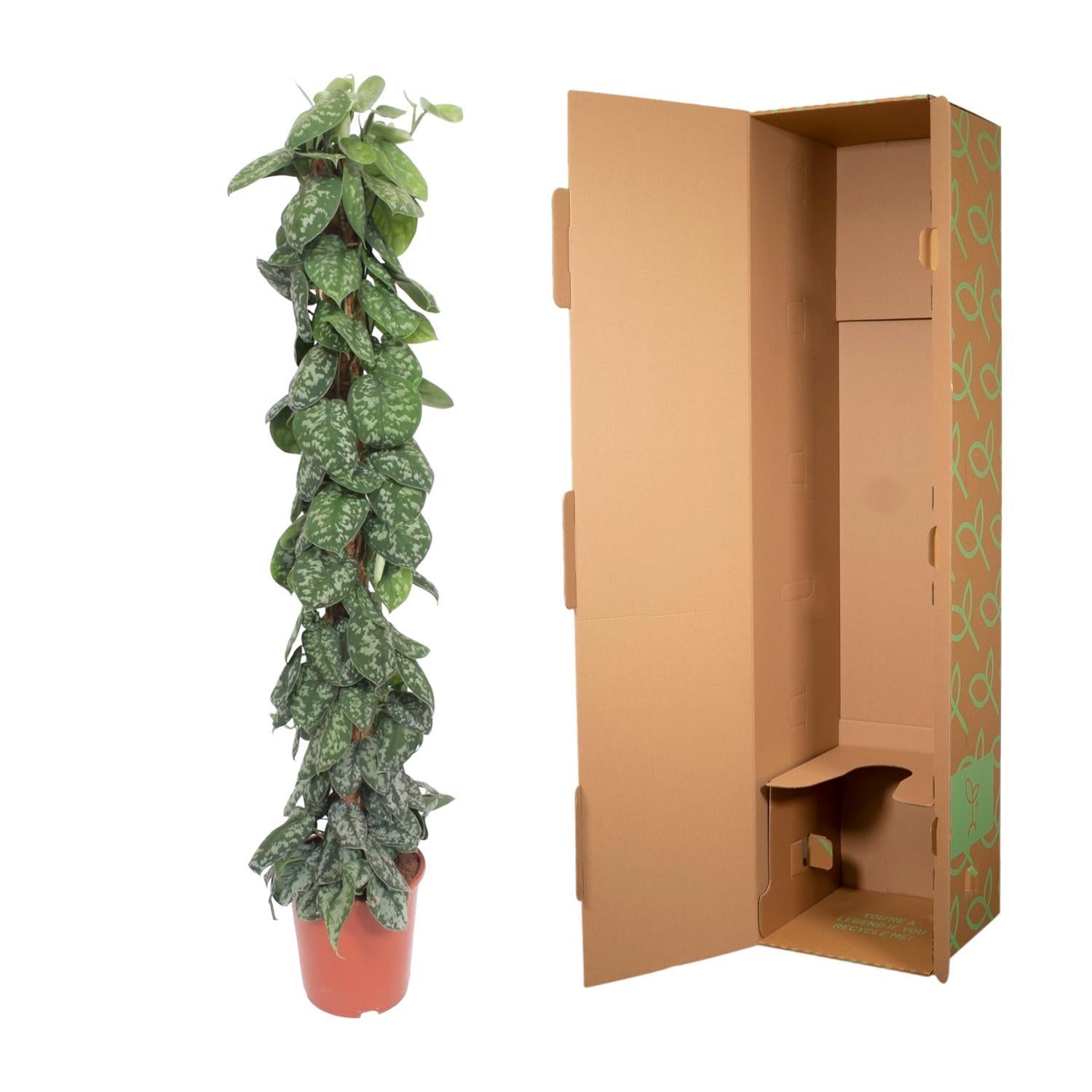 Scindapsus Pictus Trebie mosstok - 160 cm - ø27