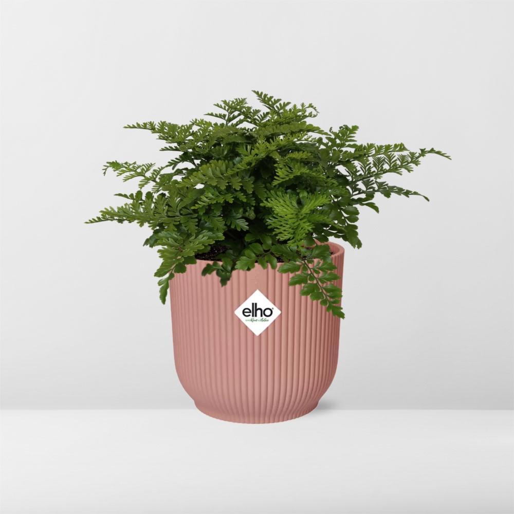 Asplenium Parvati in ELHO Vibes Fold 14cm rosa