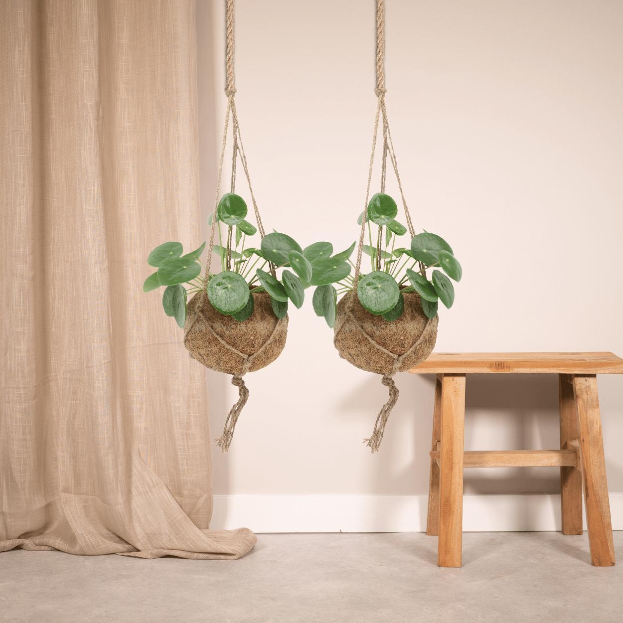 2x Kokodama Pilea Peperomiodes - Pannenkoekenplant - 20cm - ø15