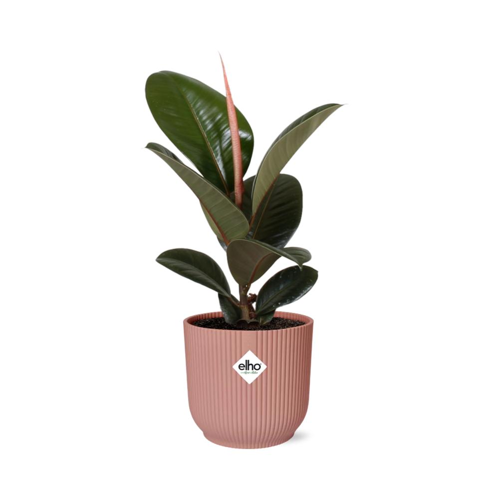Ficus Elastica 'Robusta' in ELHO Vibes Fold 14cm roze