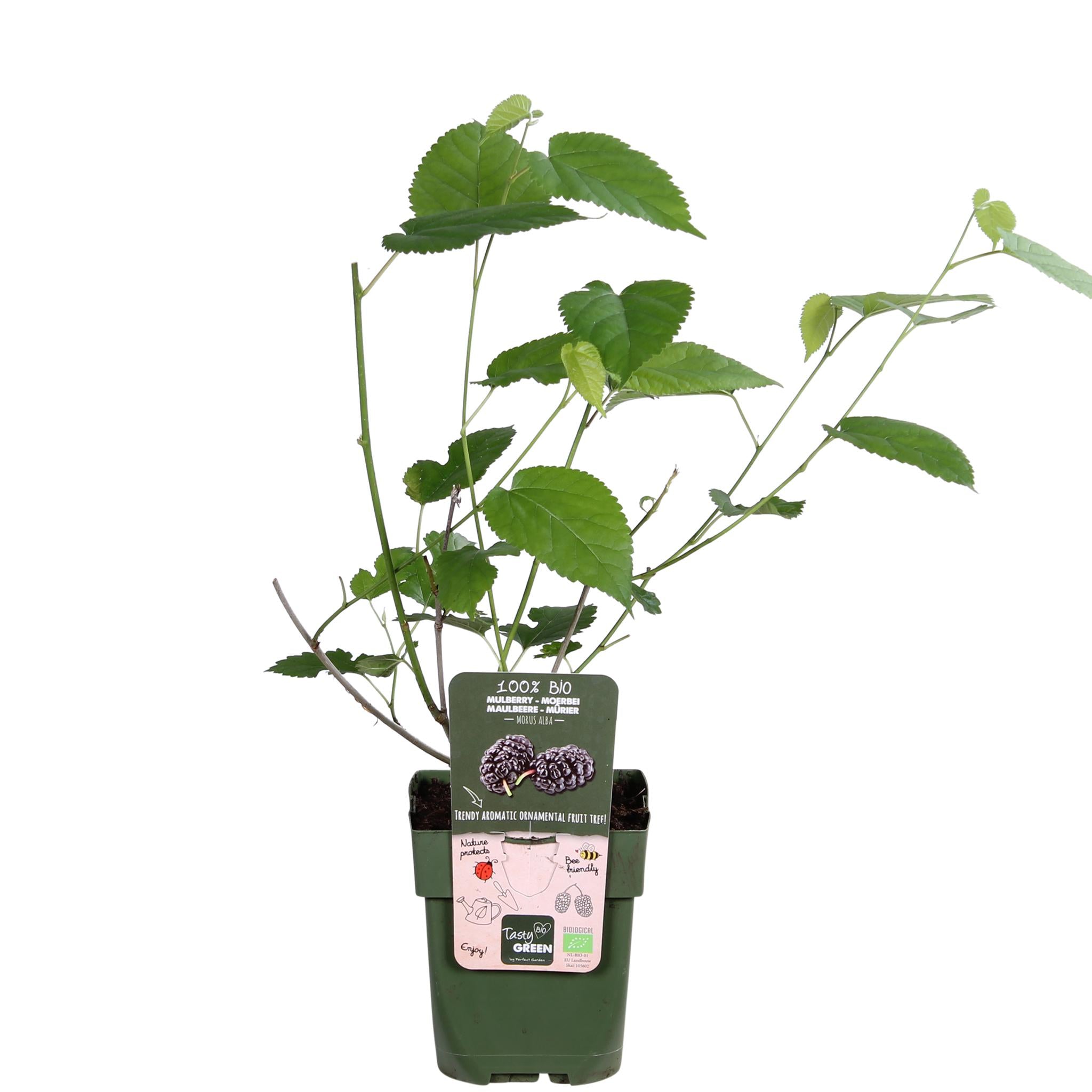 Zwarte dovenetel Mulle - ?45cm - Ø13