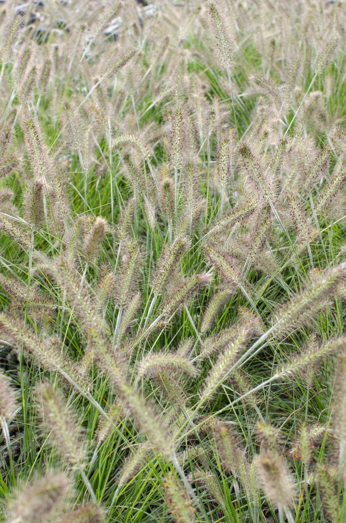 Pennisetum alopecuroides 'Hameln' - Ø14 -?30cm