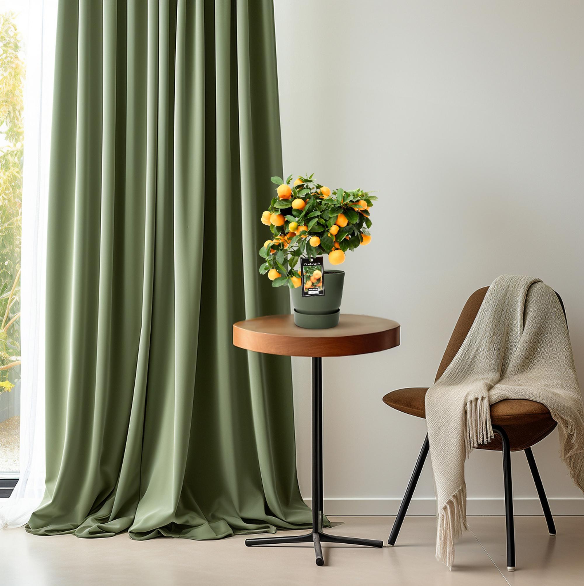 Zitrus-Calamondin - Ø15cm - ↕40cm