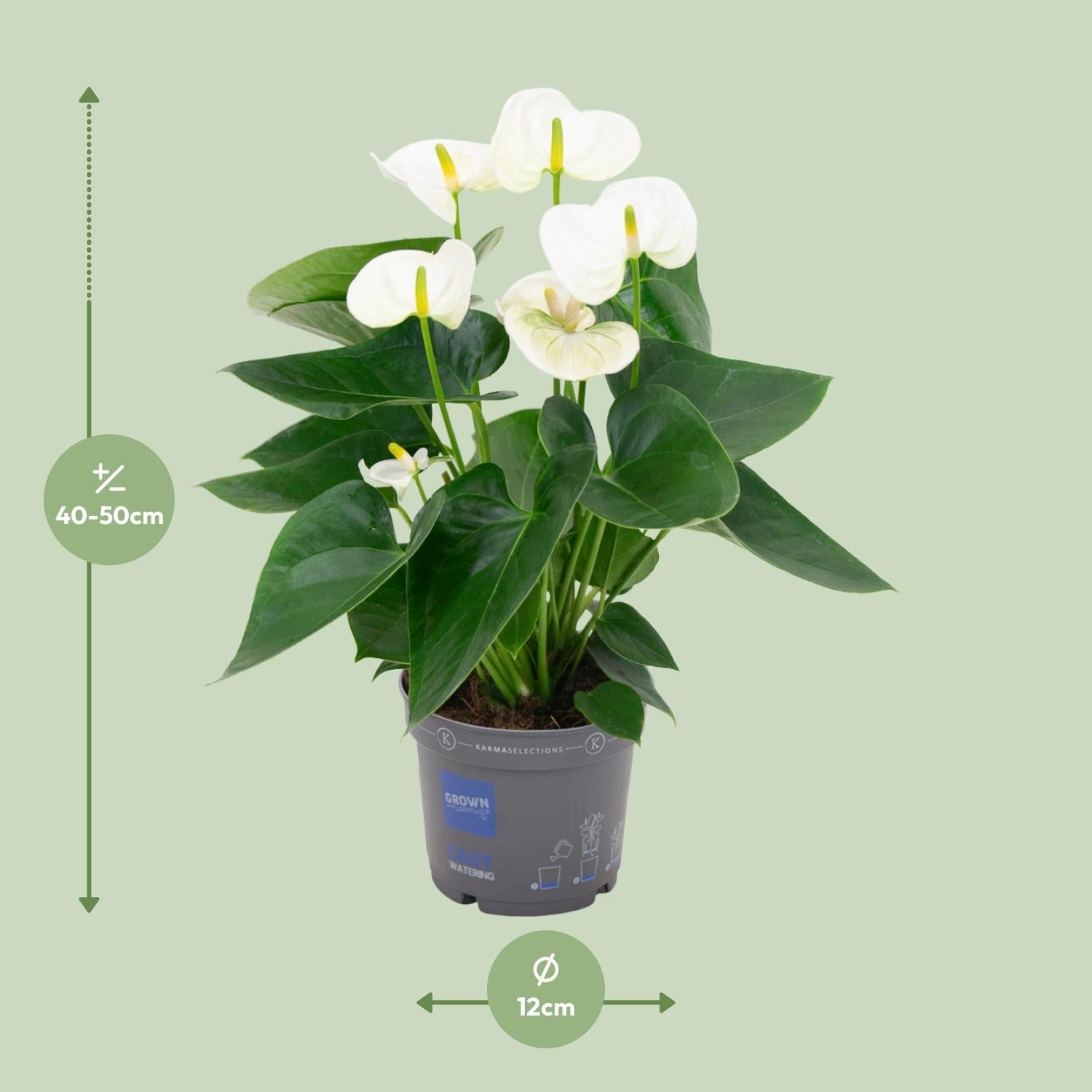 Anthurium Wit - Ø12cm - ↕43cm