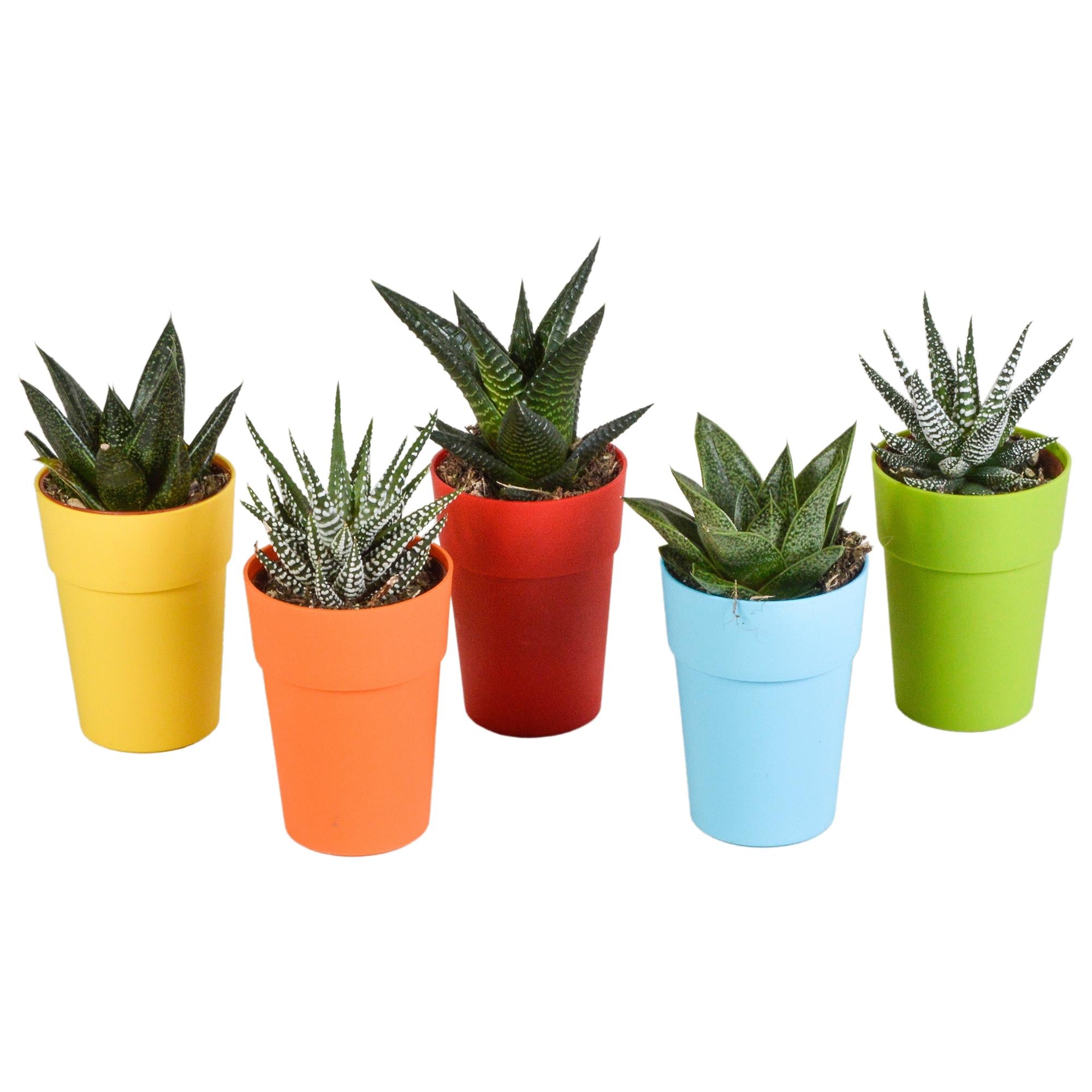 Gasteria/Haworthia mix 5,5cm - 5x - in hout plastic pot