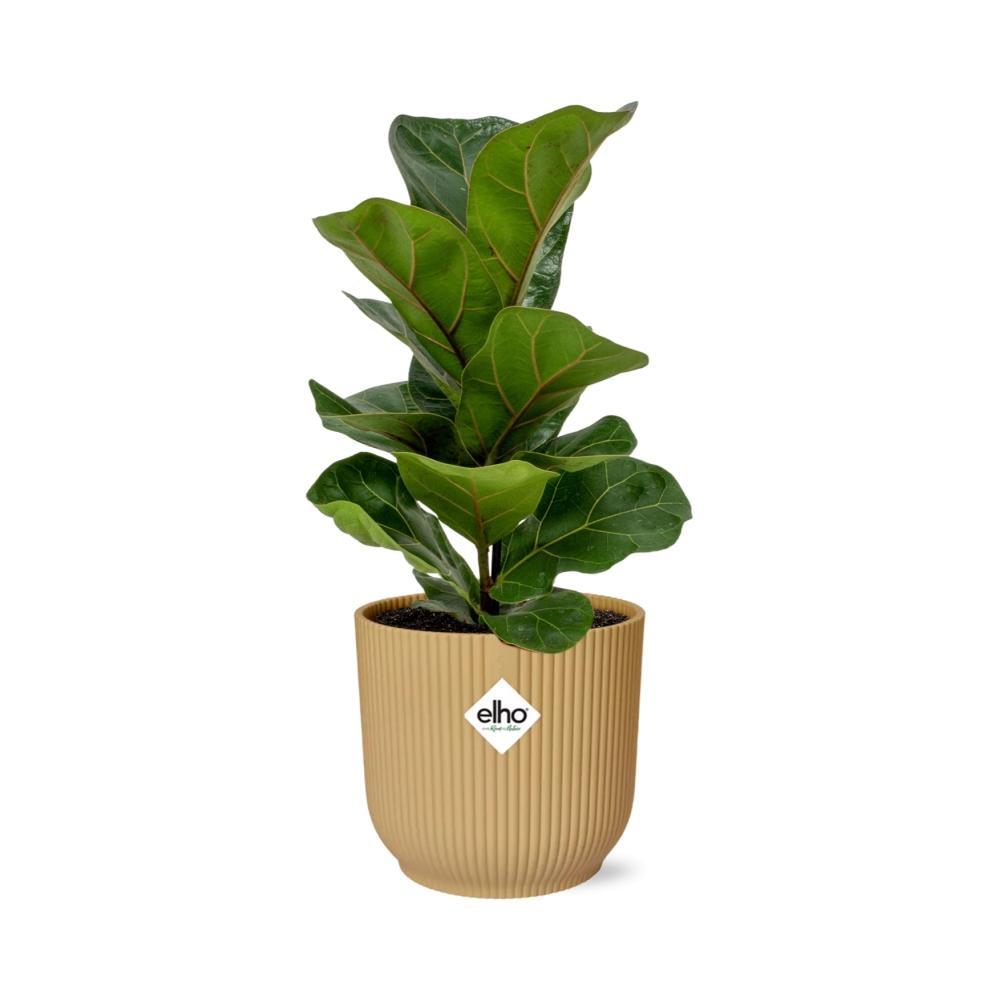 Ficus Lyrata 'Bambino' in ELHO Vibes Fold 14cm geel