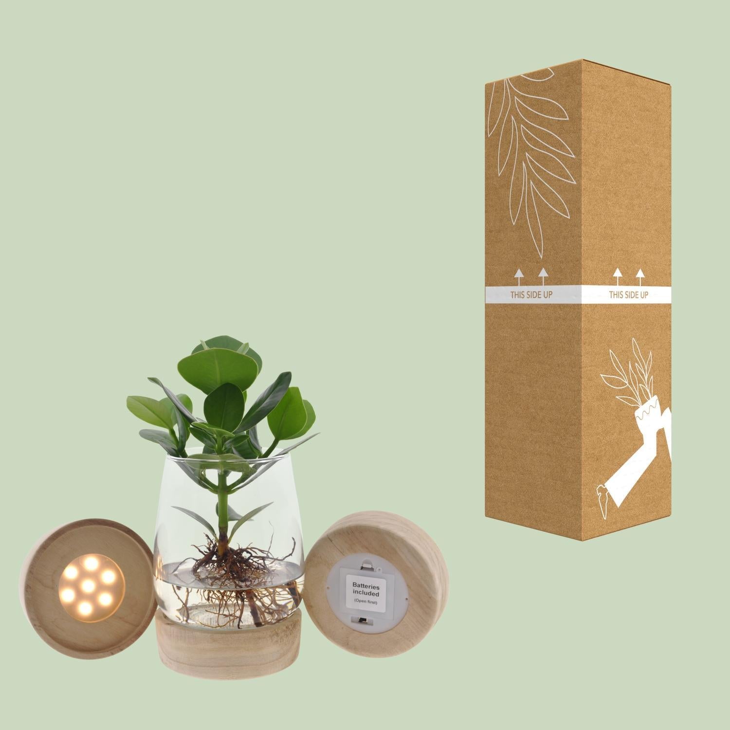 Clusia In Kingston Glas + LED - Ø12 ↕30