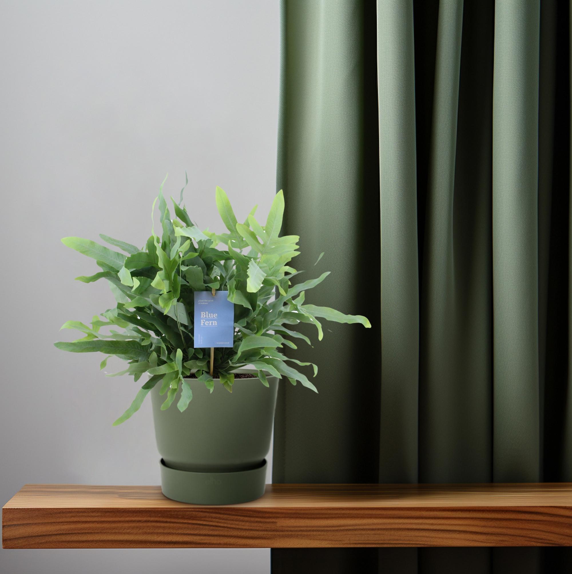 Phlebodium Blauwe Varen - Ø14cm - ↕40cm