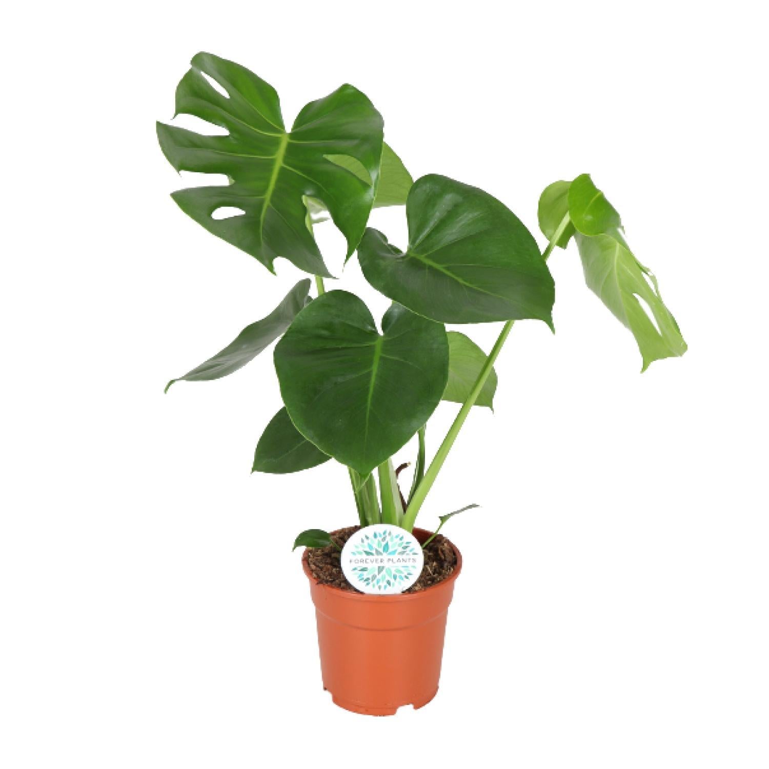 Monstera Deliciosa - Gatenplant - 65cm - Ø21 - Ø17 - 55cm