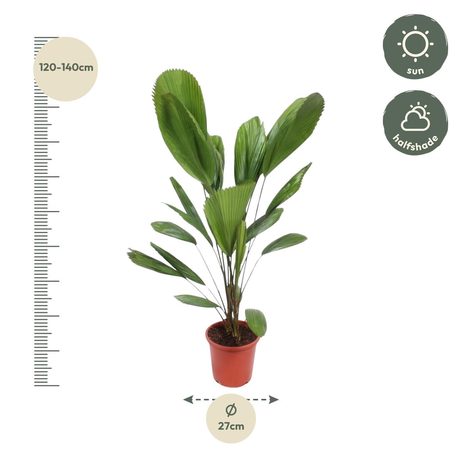 Licuala Grandis - 120cm - ø27