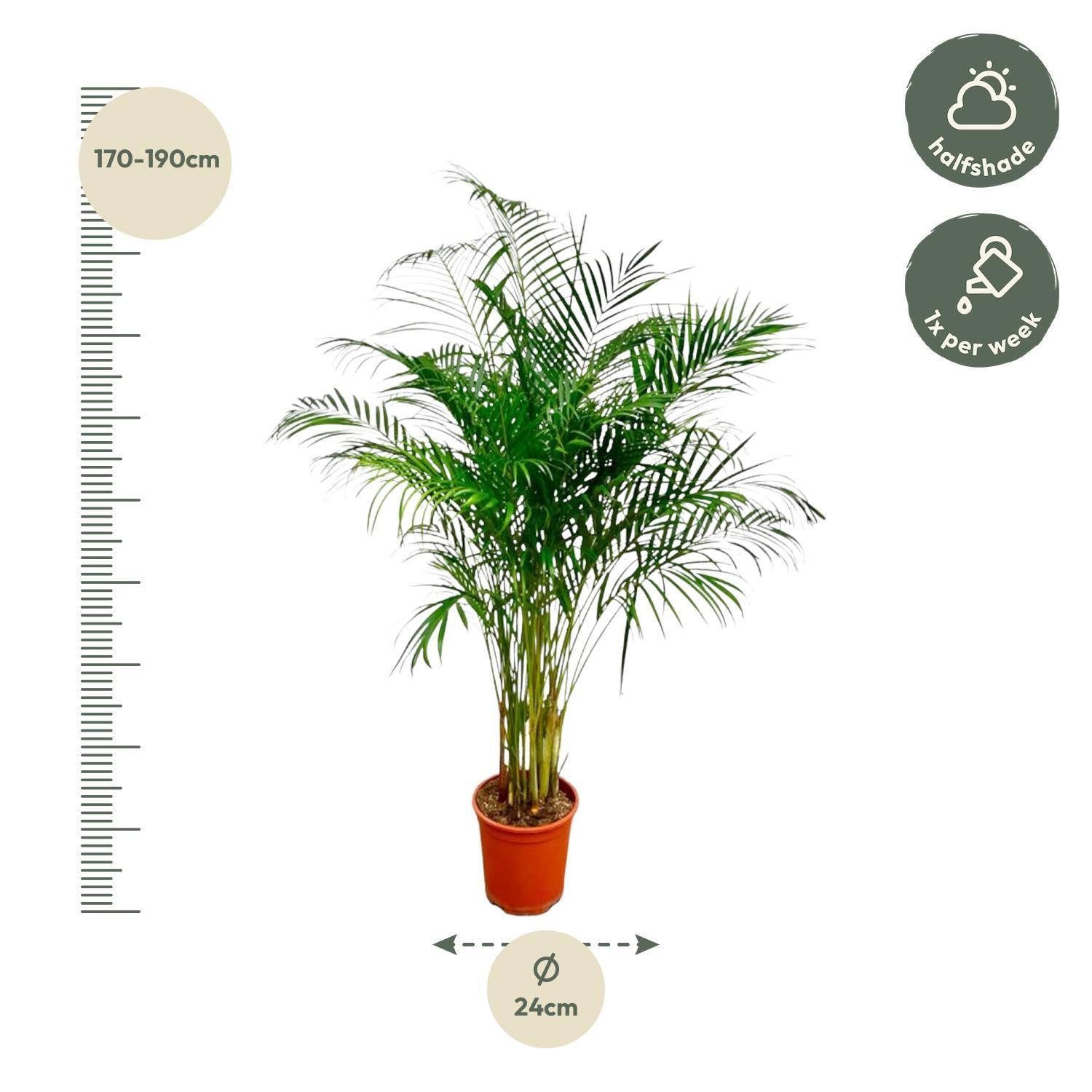 Dypsis Lutescens (Areca-Palme) - 180 cm - ø24