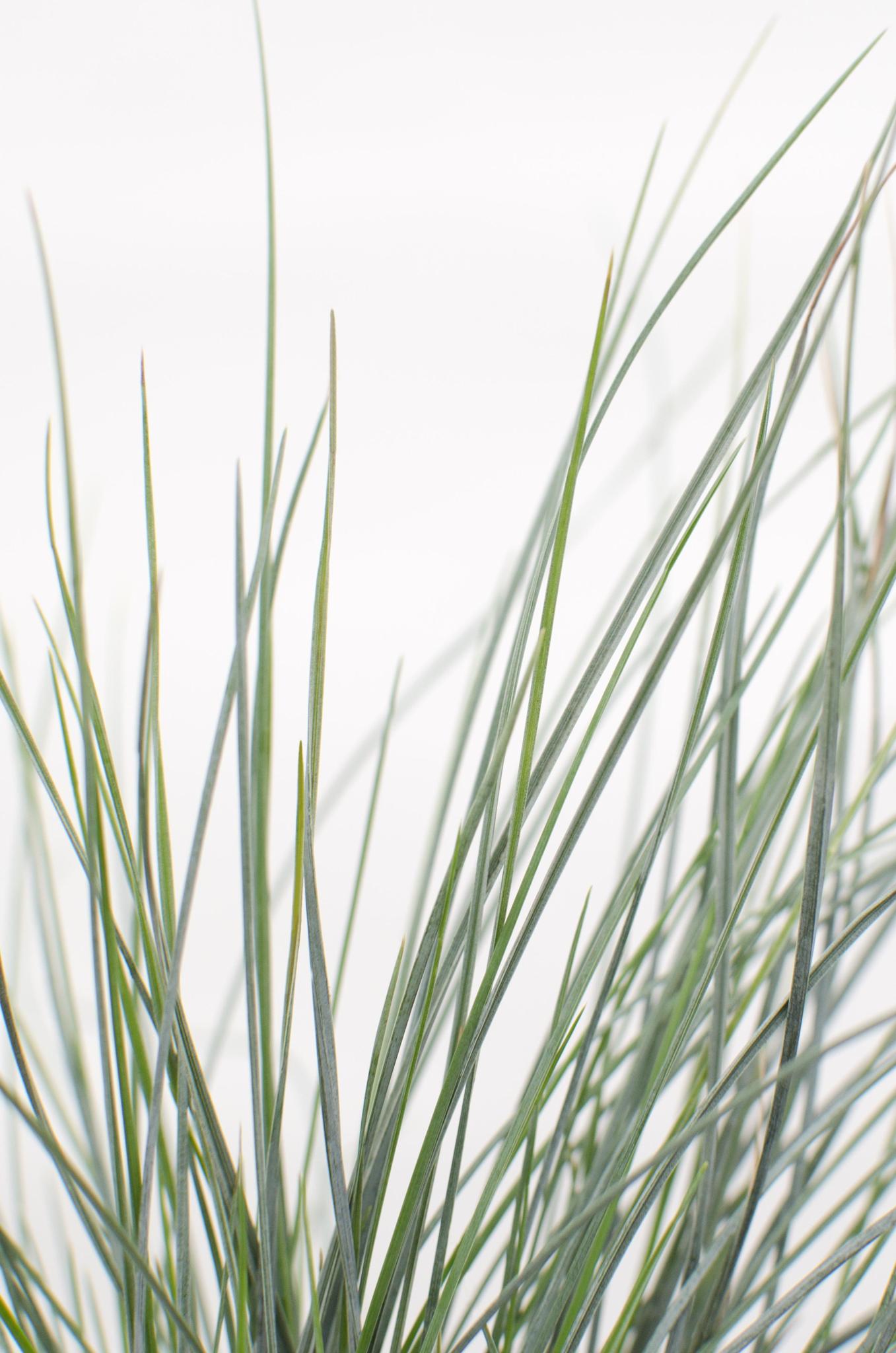 Festuca glauca Azura Blue - Ø14 - ?30cm