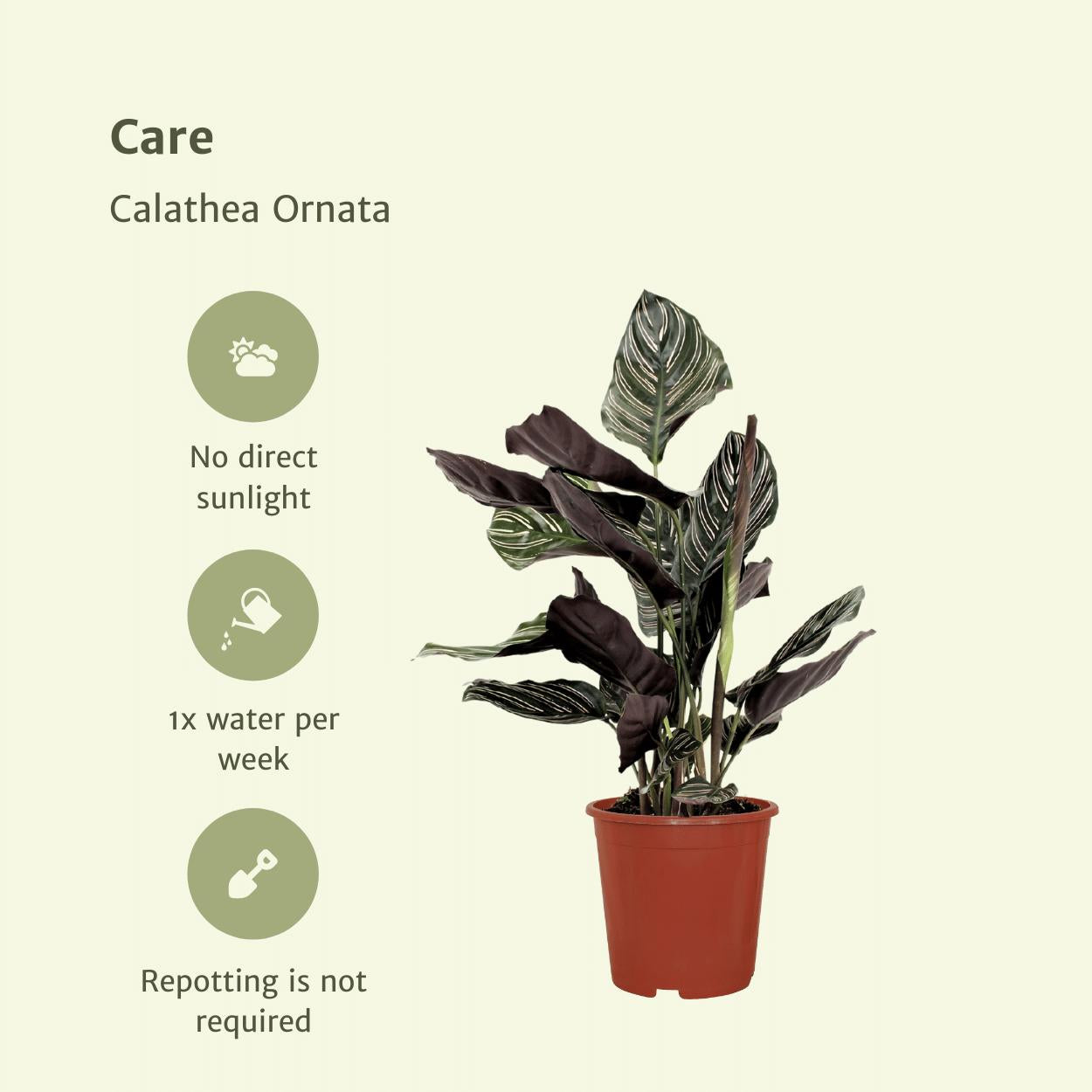 2x Calathea Ornata - Pauwenpflanze - 50cm - ø14